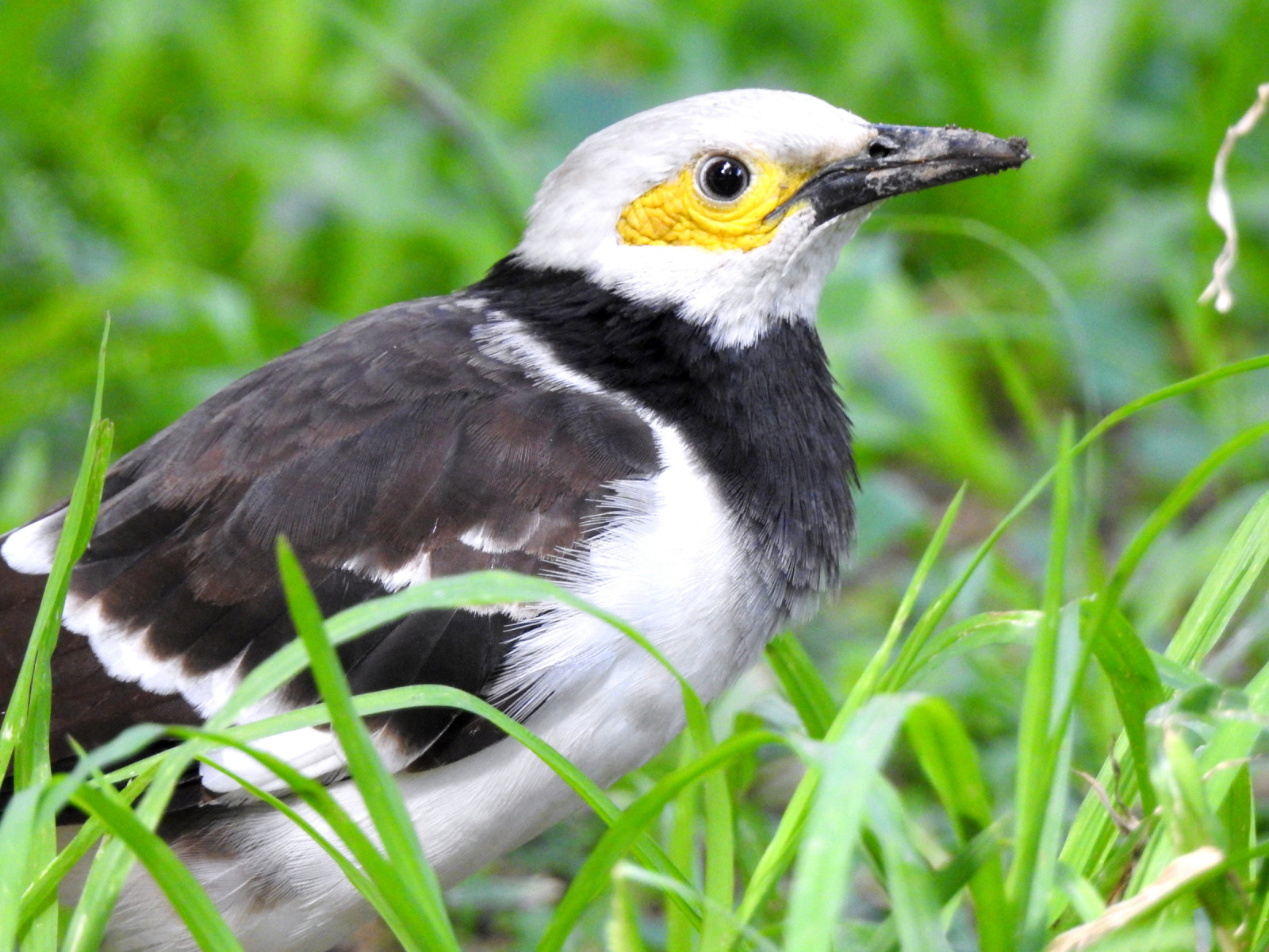 image Black-collared Starling